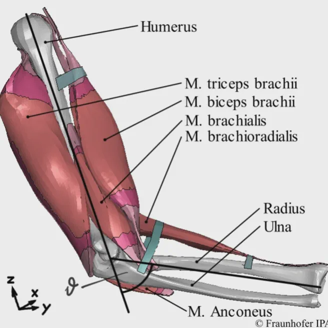 PerSiVal: Deep Neural Networks for Pervasive Simulation of An Activation-Driven Continuum-Mechanical Upper Limb Model